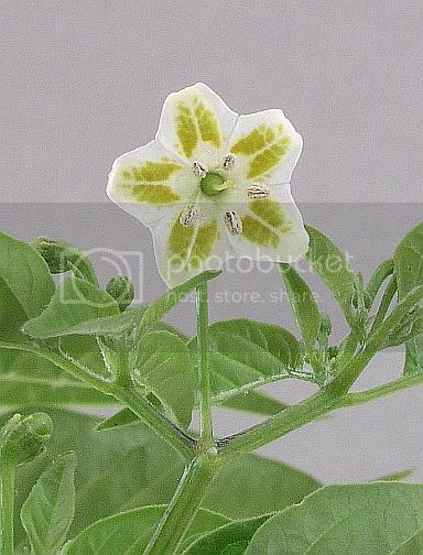 PeaCbaccatumflower8-16-4.jpg
