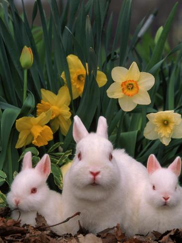 lynn-m-stone-netherland-dwarf-rabbits-mother-and-babies-amongst-daffodils.jpg