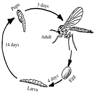 Fungus-gnat-life-cycle.jpg