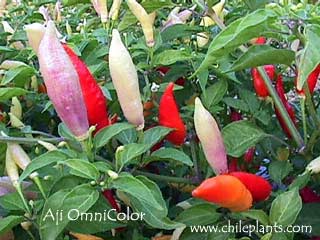 aji-omnicolor-pepper-plants.jpg