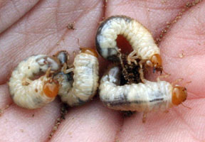 as-gard-beetle-larva-big.jpg