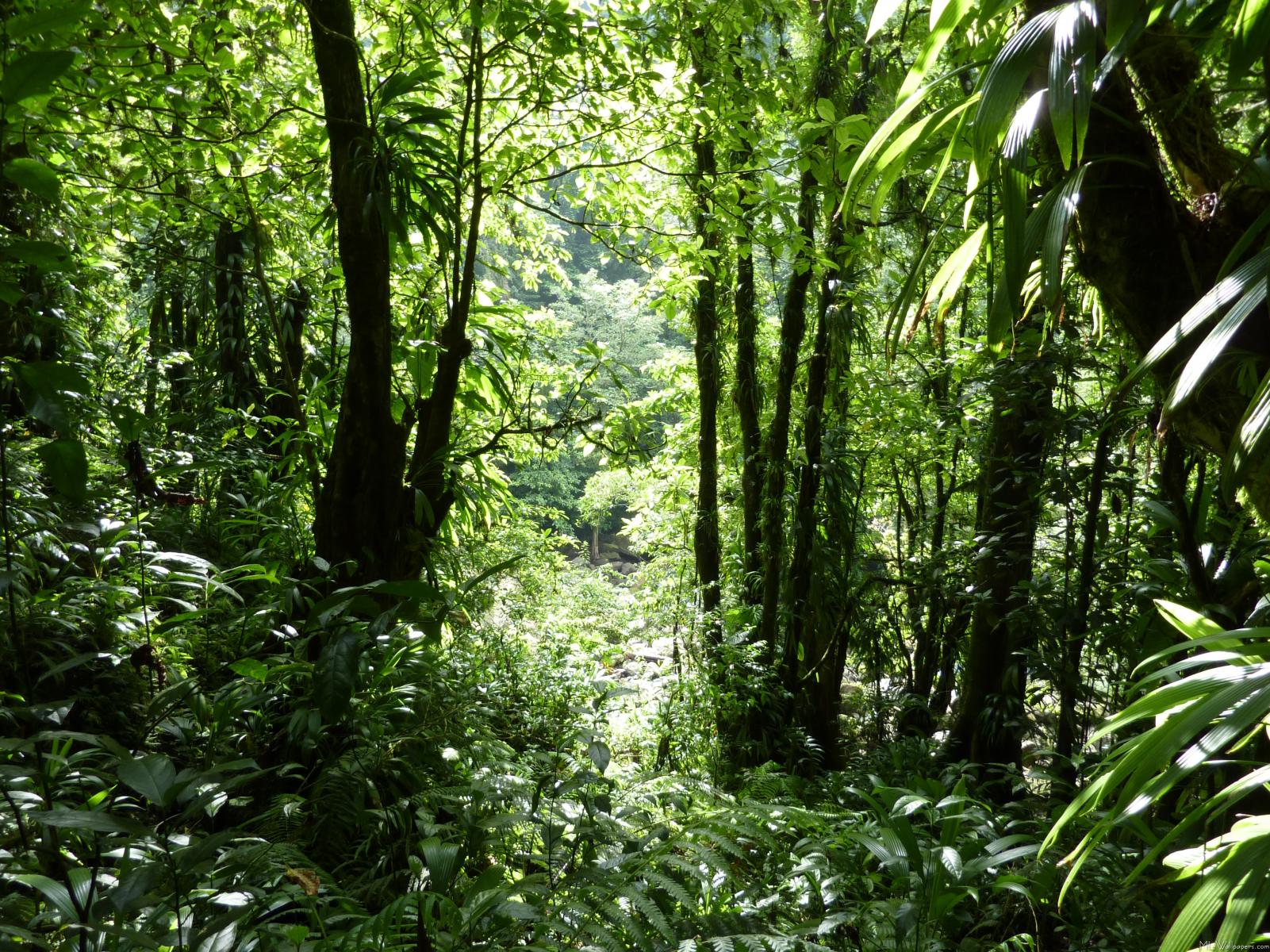 Dominican-Rain-Forest-II-1025.jpg