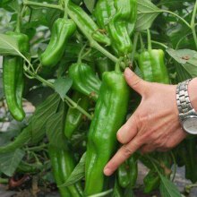 Free-Shipping-100-Giant-pepper-seeds-Marconi-Peppers-DIY-Home-Garden-Vegetable-Plant.jpg_220x220.jpg