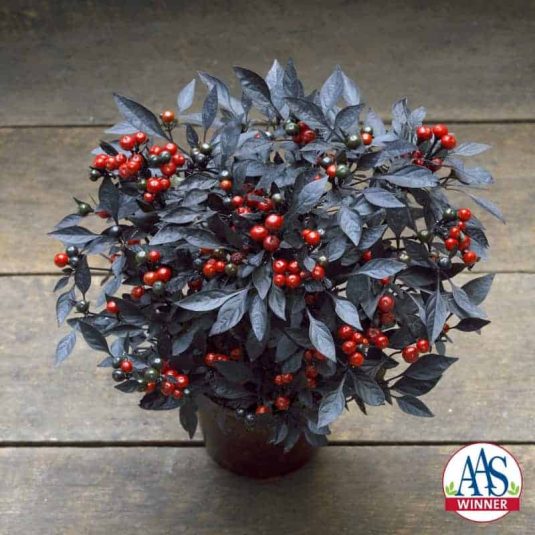 2018-ornamental-pepper-onyx-red-535x535.jpg