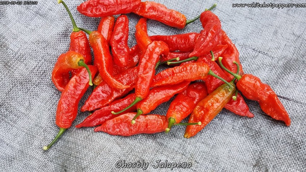 www.whitehotpeppers.com