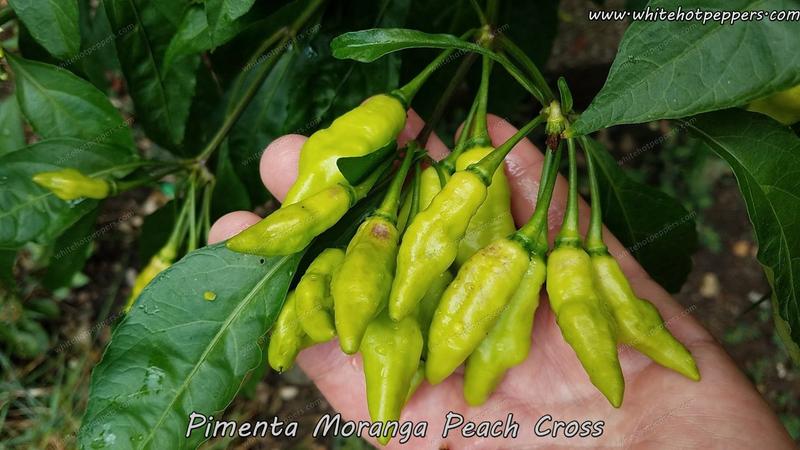 pimenta-moranga-peach-cross-plant-4_800x.jpg