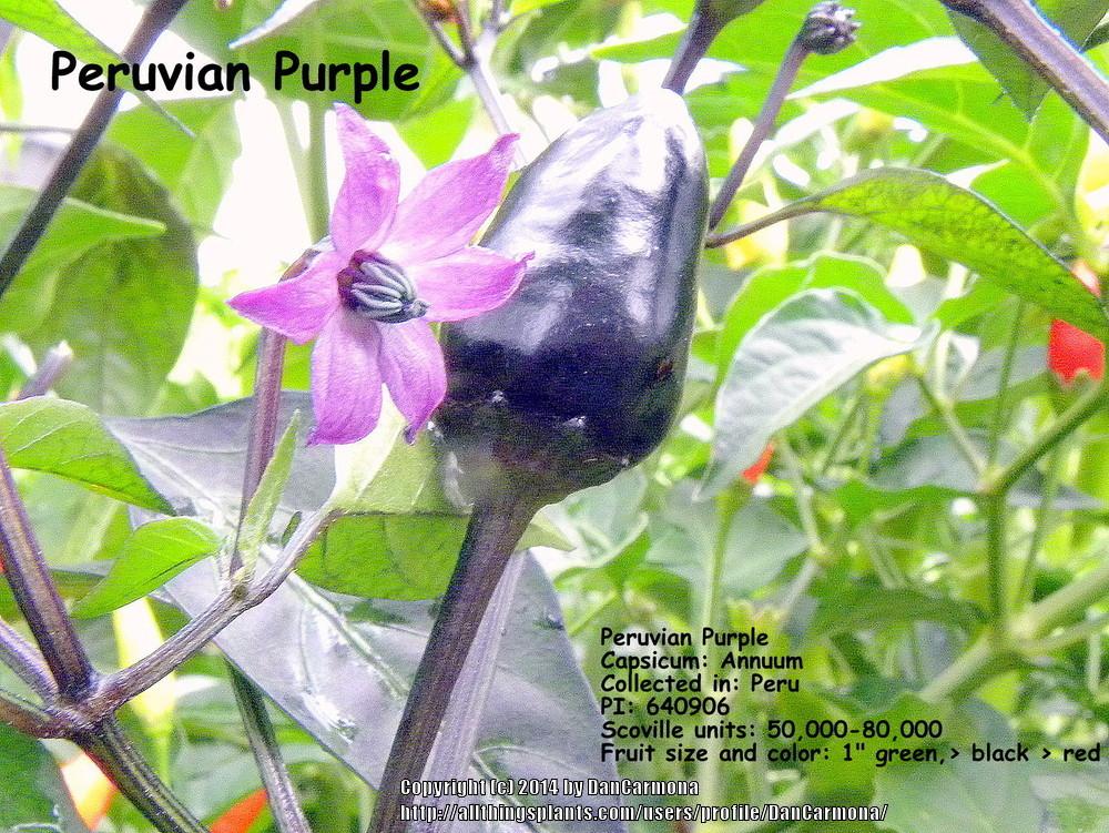 Photo of Hot Pepper (Capsicum frutescens 'Peruvian Purple') uploaded by DanCarmona