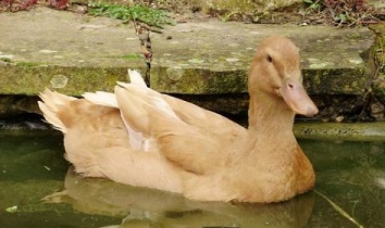 buff-duck.jpg