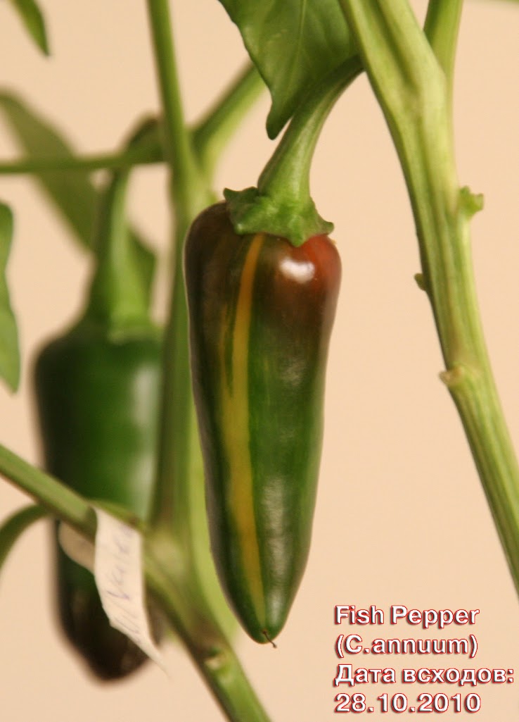Fish_pepper_114days_pod_colour_changing.jpg