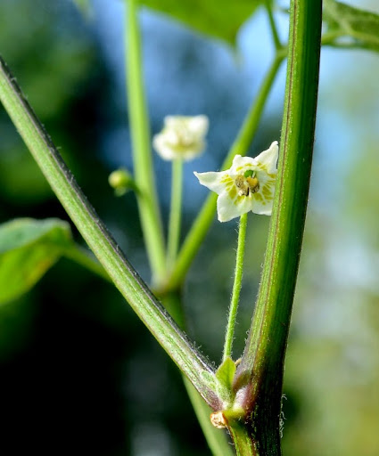 C.parvifolium%25201.jpg