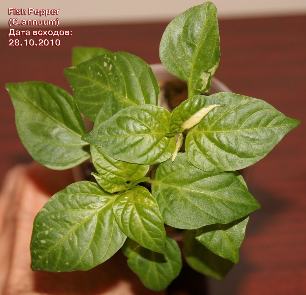 Fish_pepper_25days_plant_overview.jpg