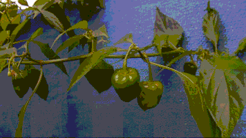 pepper ripening GIF