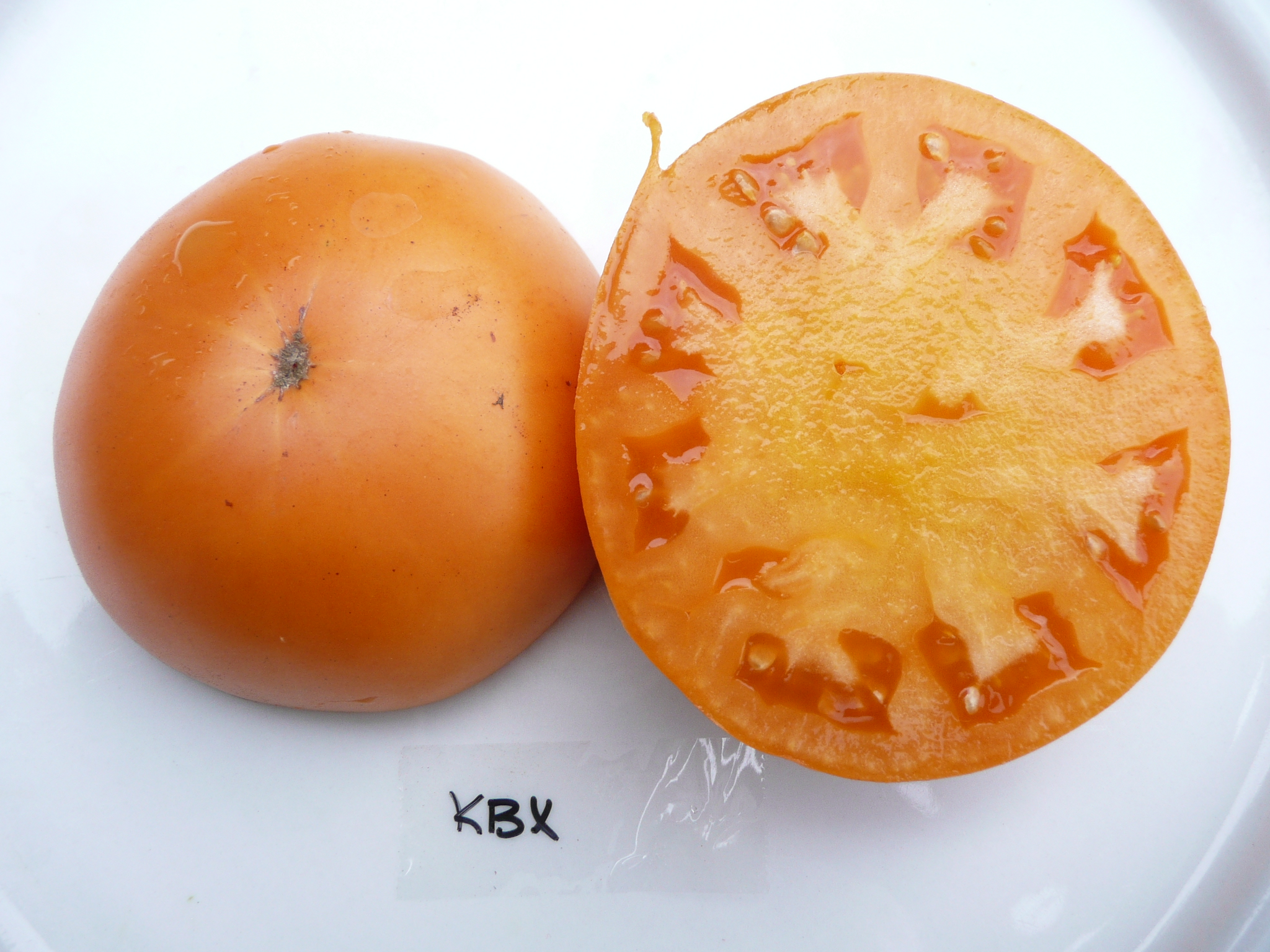 tomato-kbx.jpg