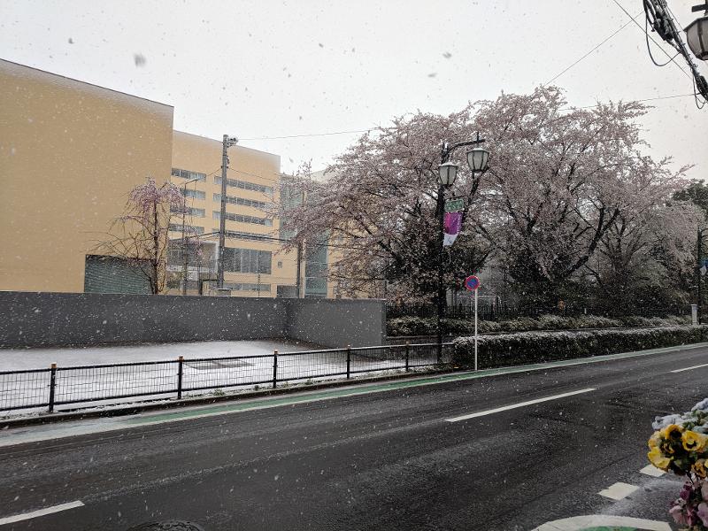 snow-blossoms.jpg