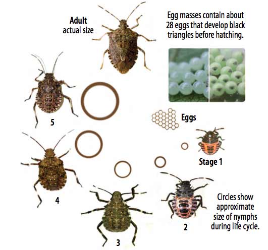 stink-bug-life-cycle-span.jpg