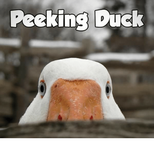 peeking-duck-3796151.png