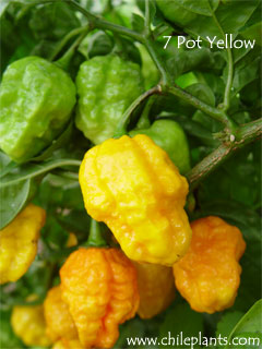 7-pot-yellow-pepper-plants.jpg