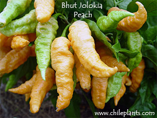 bhut-jolokia-peach-pepper-plants.jpg