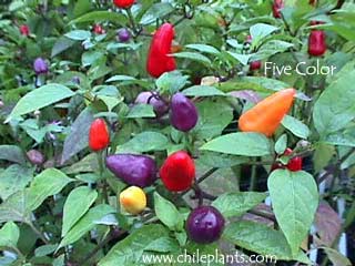 five-color-pepper-plants.jpg