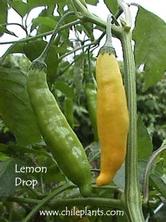 lemon-drop-pepper-plants.jpg