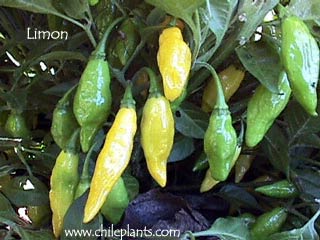limon-pepper-plants.jpg