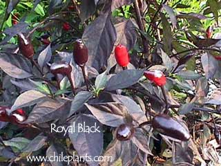 royal-black-pepper-plants.jpg
