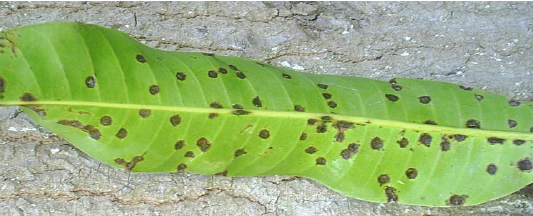 Bacterial-leaf-spot.png